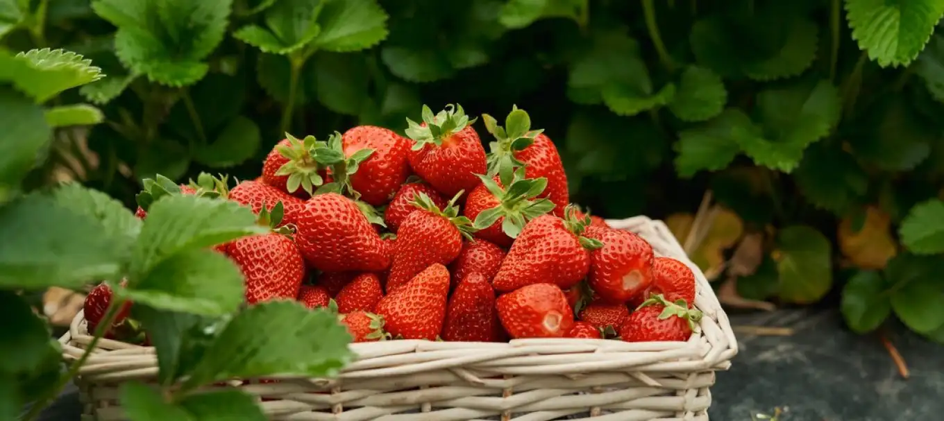 Rooting for your success!