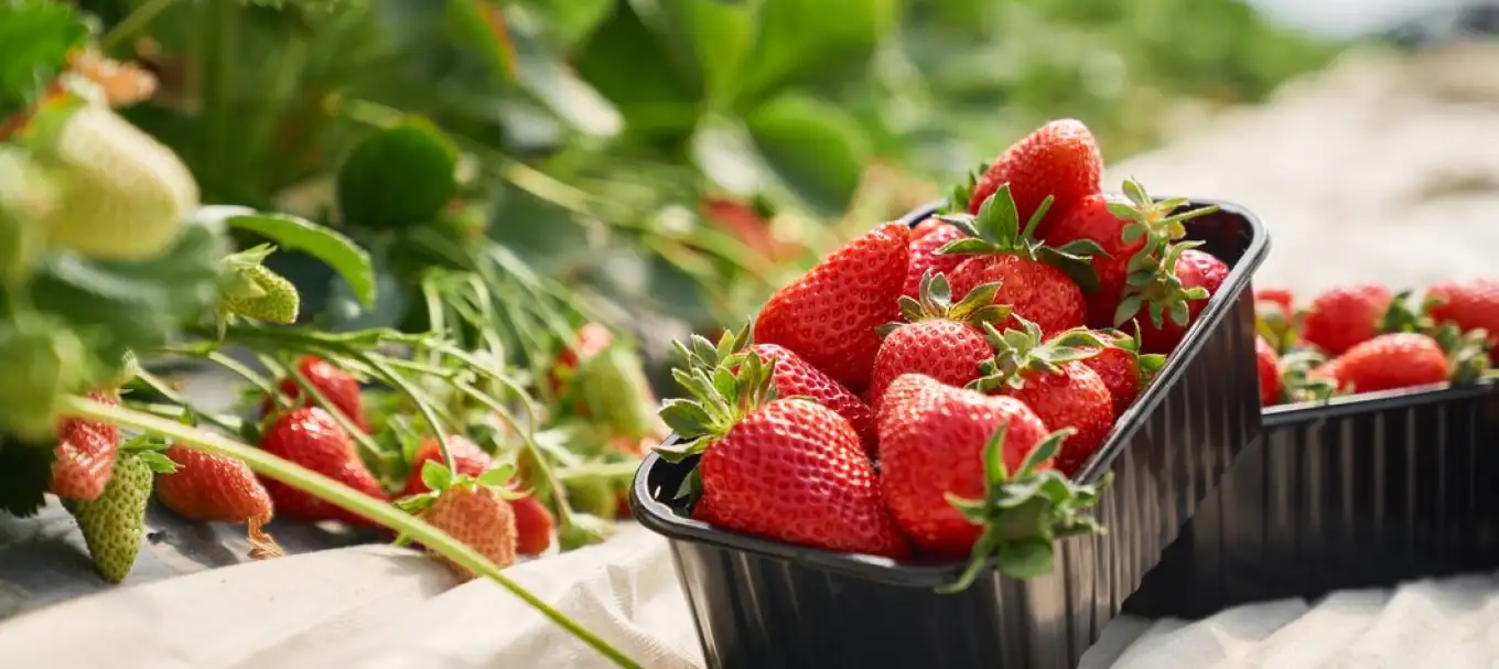 Every product is a promise of freshness