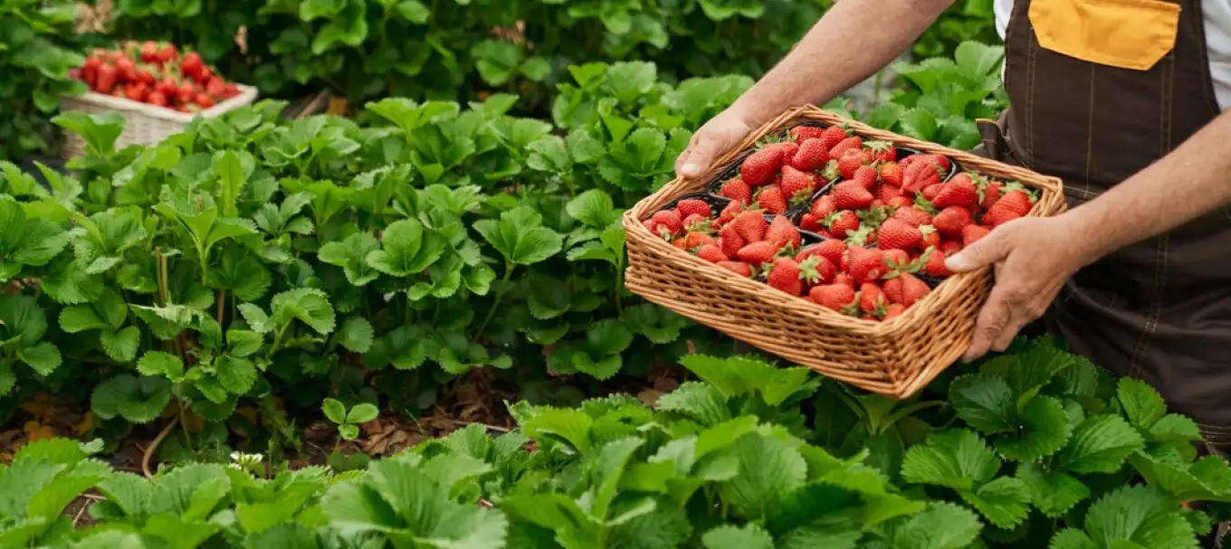 Taste the difference